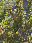 Western Tanager 1914